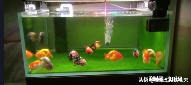 为什么金鱼会突然死了