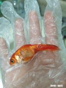 为什么金鱼会突然死了