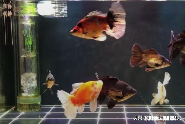 为什么金鱼会突然死了