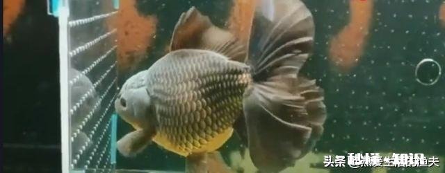 为什么金鱼会突然死了