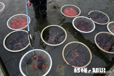 为什么金鱼会突然死了