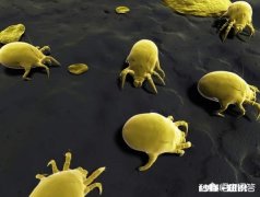 如果头上被螨虫“撕咬、破坏”了，会出现什么严重的问题呢