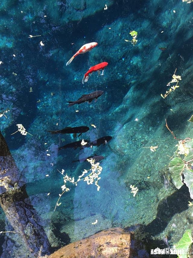 10月带爸妈从山东潍坊自驾到云南，有哪些吃住玩的攻略吗注意事项或者建议吗