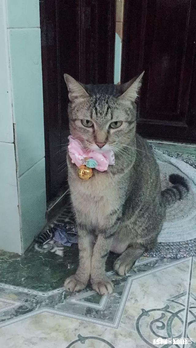 小猫的脚受伤了怎么办