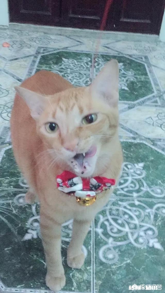 小猫的脚受伤了怎么办