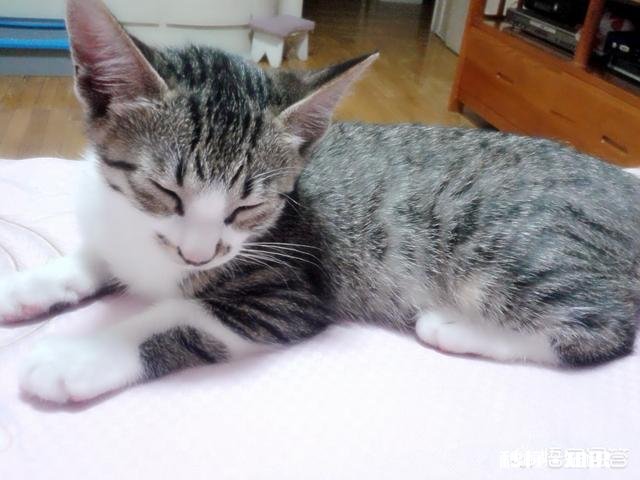 小猫的脚受伤了怎么办