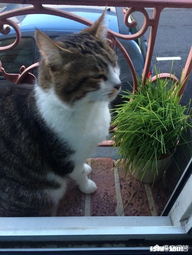 小猫的脚受伤了怎么办