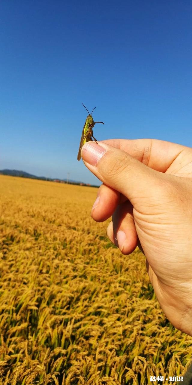 小米mix2前后摄像头的拍照效果怎么样