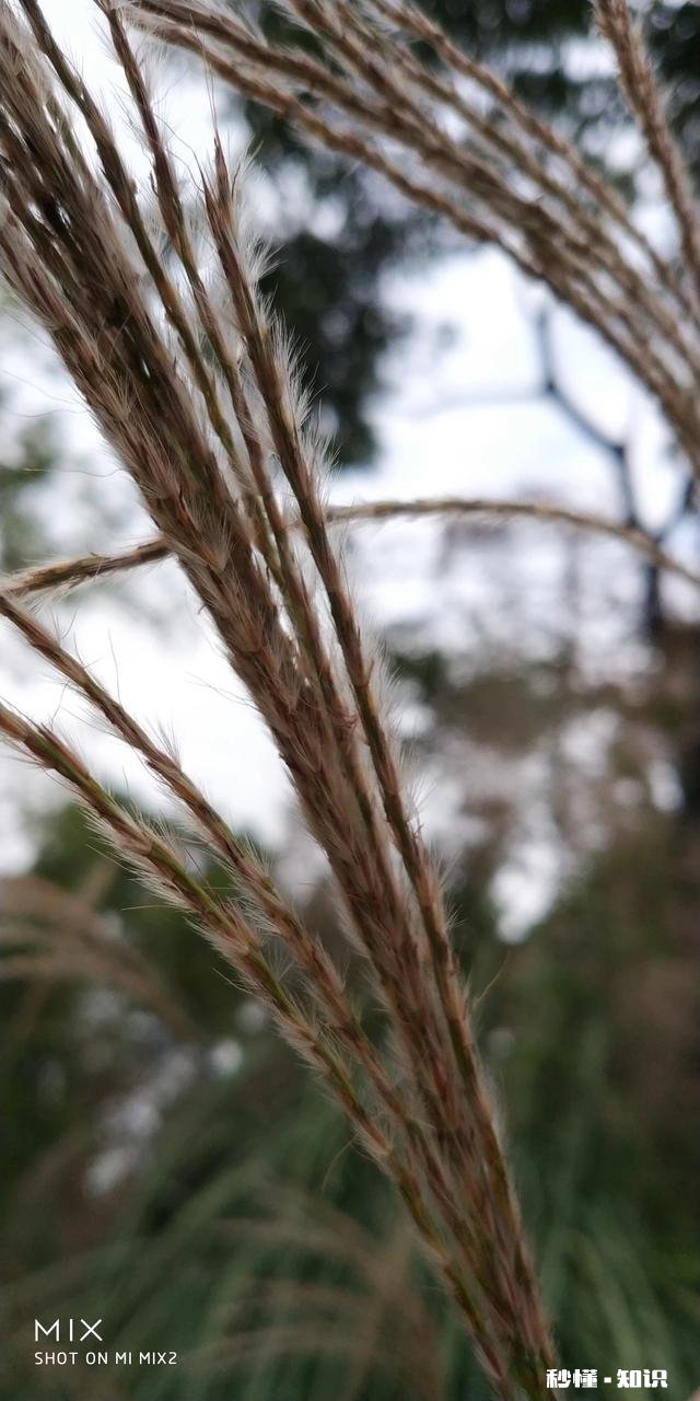 小米mix2前后摄像头的拍照效果怎么样