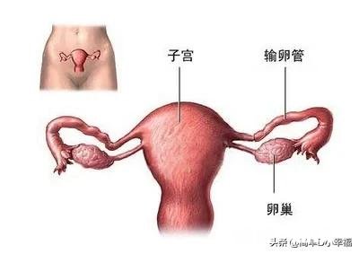 输卵管堵塞的话不治疗能自愈吗