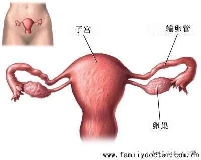 输卵管堵塞的话不治疗能自愈吗