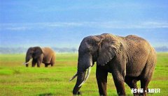 送一对大象给朋友，写什么字好