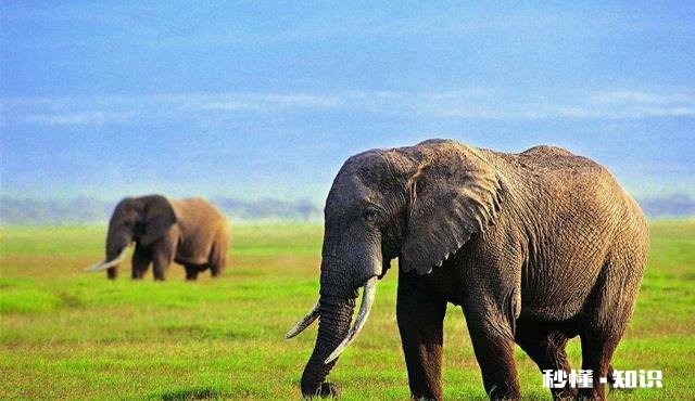 送一对大象给朋友,写什么字好