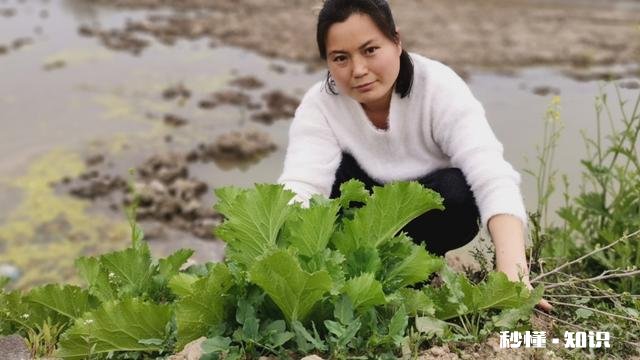 如何加黄V什么样子的图文回答才算优质回答