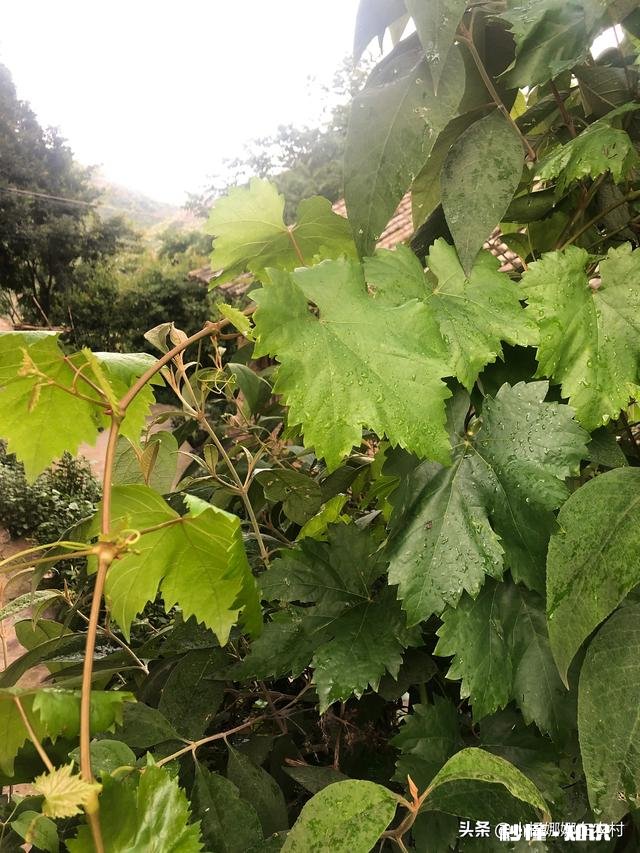 果树十月份可以移栽吗