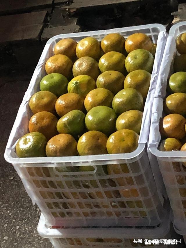 果树十月份可以移栽吗