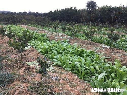 果树十月份可以移栽吗