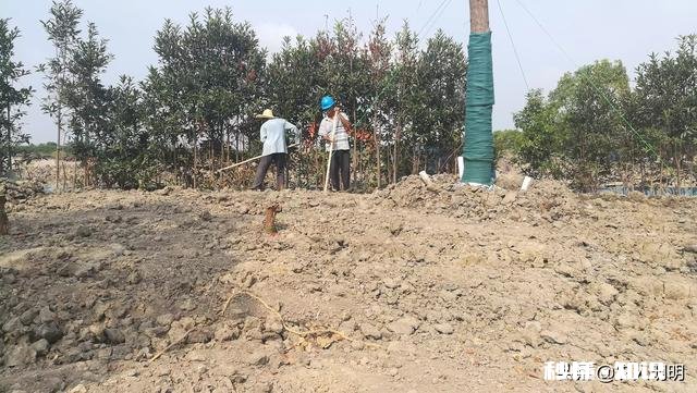 果树十月份可以移栽吗