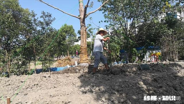 果树十月份可以移栽吗