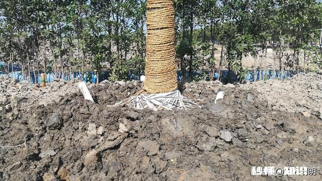 果树十月份可以移栽吗