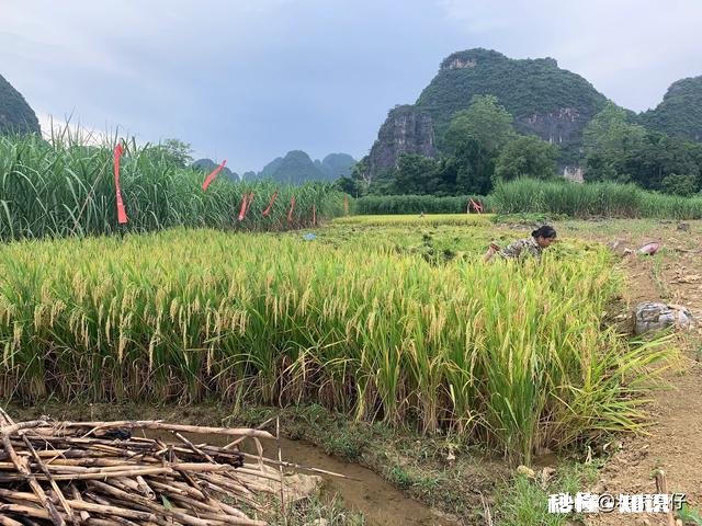 果树十月份可以移栽吗