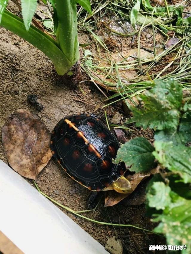 秋季了，最近发现有一只乌龟肛门腐了一点