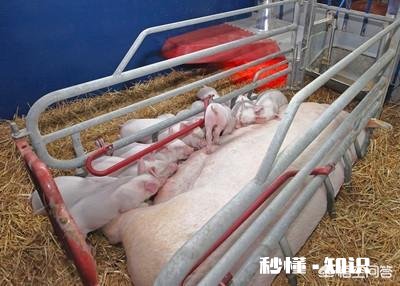 如何加强冬季能繁母猪管理