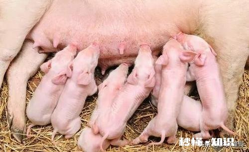 如何加强冬季能繁母猪管理