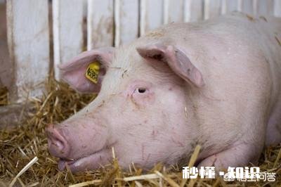 如何加强冬季能繁母猪管理