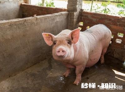 如何加强冬季能繁母猪管理