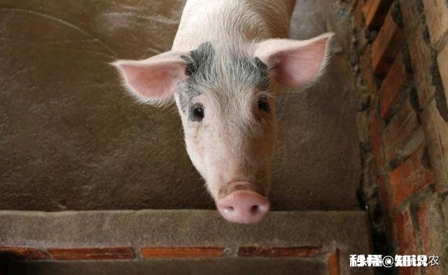 如何加强冬季能繁母猪管理