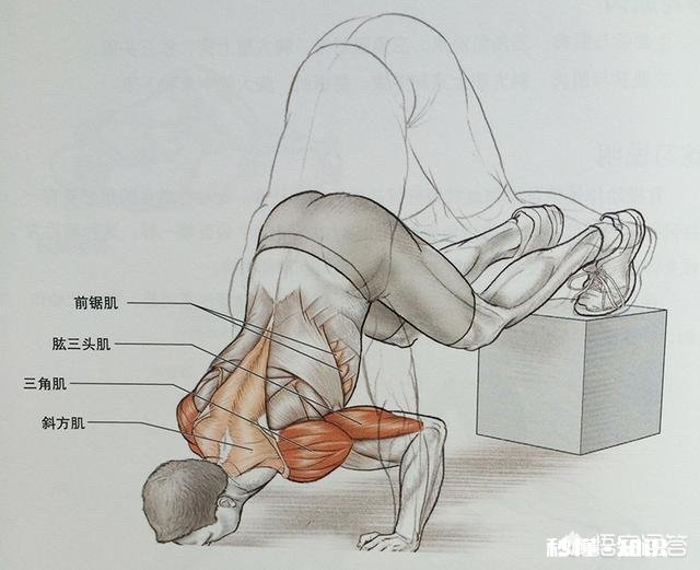 不用器械，俯卧撑如何加强胸肌下部