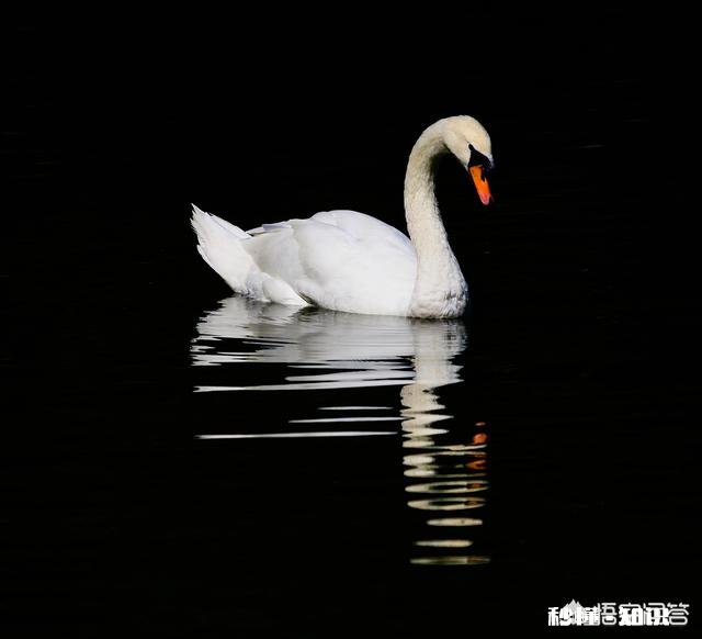 对于我来说，相机是用来拍照。单反和微单之间的选择，取决于性能和价格比吗