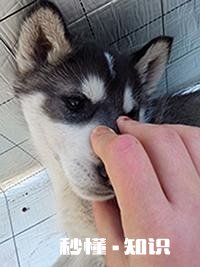 一个多月的小奶狗怎么训练它定点排便以及不乱吠叫