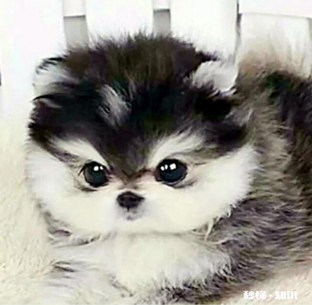 一个多月的小奶狗怎么训练它定点排便以及不乱吠叫