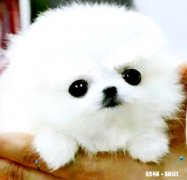 一个多月的小奶狗怎么训练它定点排便以及不乱吠叫