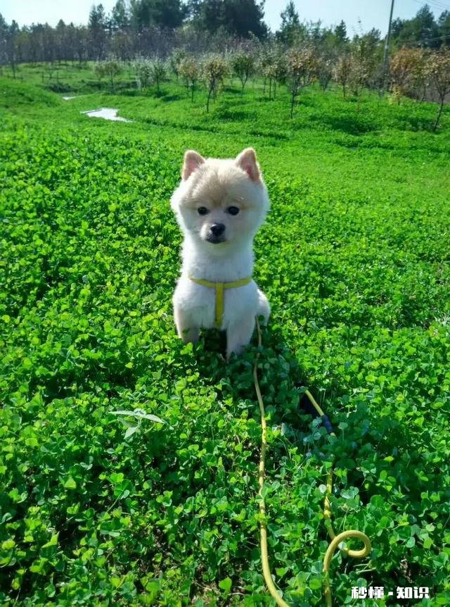 一个多月的小奶狗怎么训练它定点排便以及不乱吠叫