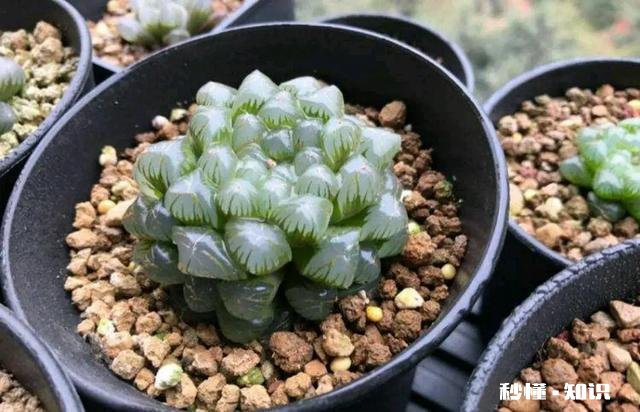 买的多肉颗粒要掺土吗掺养花的土可以吗