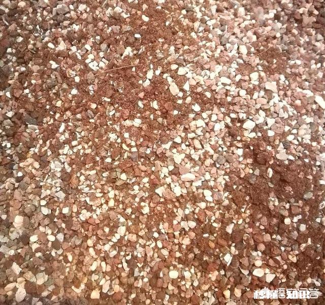 买的多肉颗粒要掺土吗掺养花的土可以吗