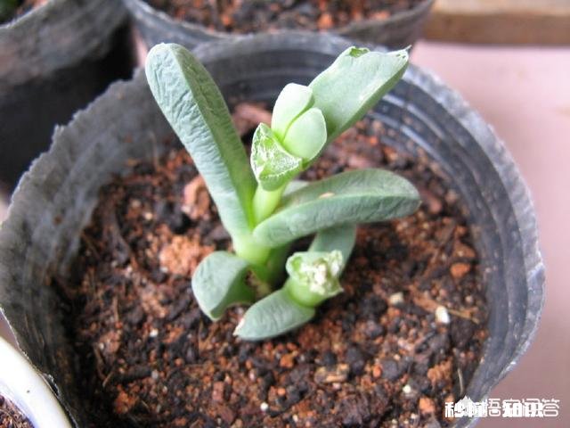 买的多肉颗粒要掺土吗掺养花的土可以吗