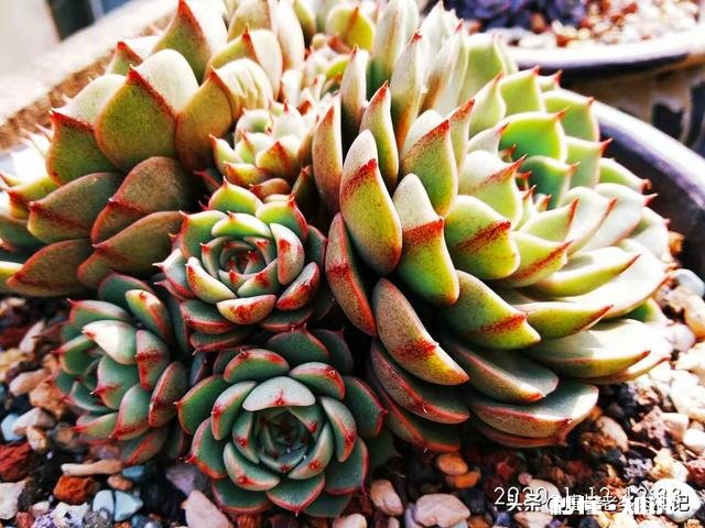 买的多肉颗粒要掺土吗掺养花的土可以吗