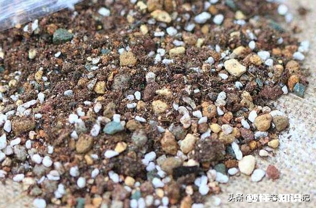 买的多肉颗粒要掺土吗掺养花的土可以吗