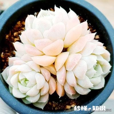 买的多肉颗粒要掺土吗掺养花的土可以吗