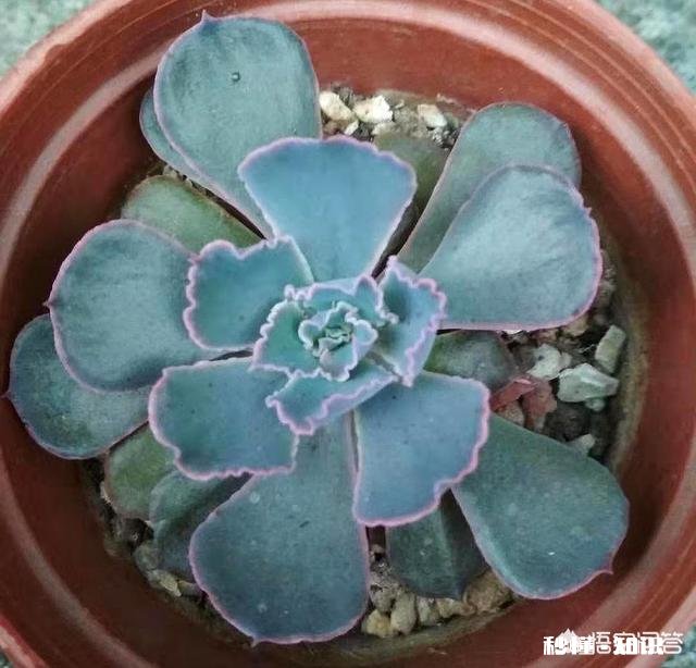 买的多肉颗粒要掺土吗掺养花的土可以吗