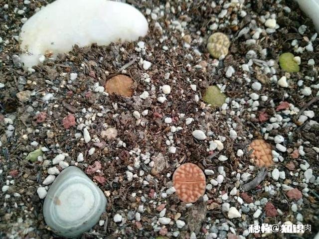 买的多肉颗粒要掺土吗掺养花的土可以吗