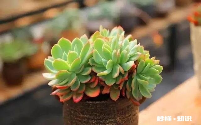 买的多肉颗粒要掺土吗掺养花的土可以吗