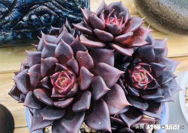 买的多肉颗粒要掺土吗掺养花的土可以吗