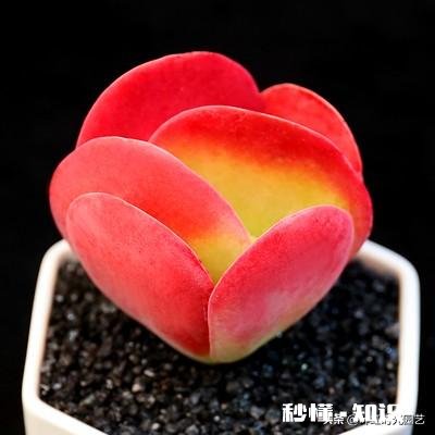 买的多肉颗粒要掺土吗掺养花的土可以吗