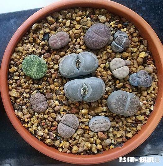 买的多肉颗粒要掺土吗掺养花的土可以吗