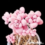 买的多肉颗粒要掺土吗掺养花的土可以吗